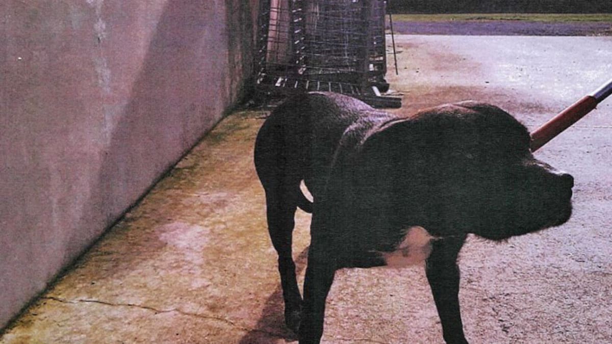 ‘Nobody followed through’: Mum’s fight for justice after dog attack on young daughter ‘Nobody followed through’: Mum’s fight for justice after dog attack on young daughter