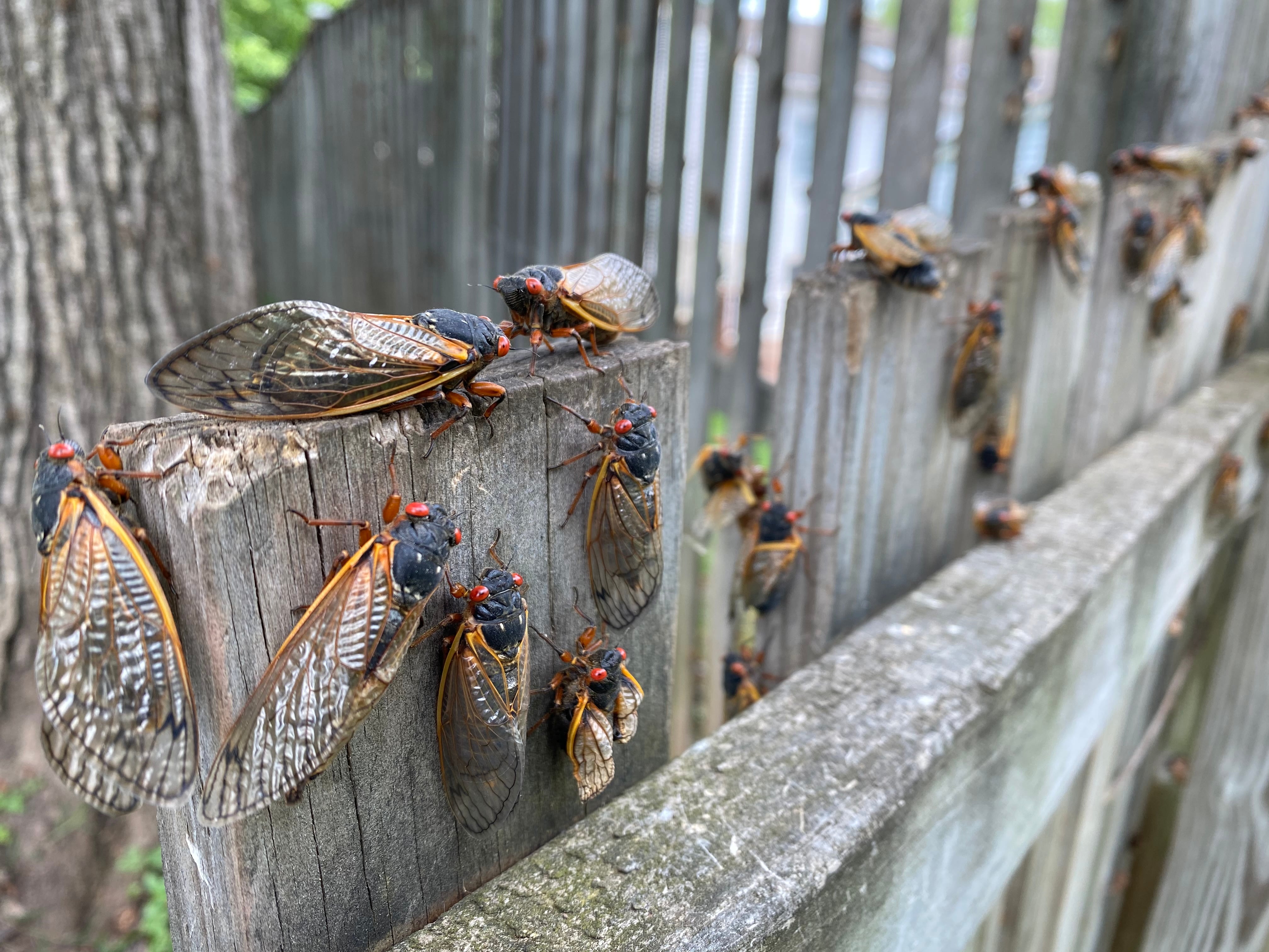 New Zealand has at least 42 cicada species, with noise levels varying yearly due to weather conditions. Photo / Getty Images