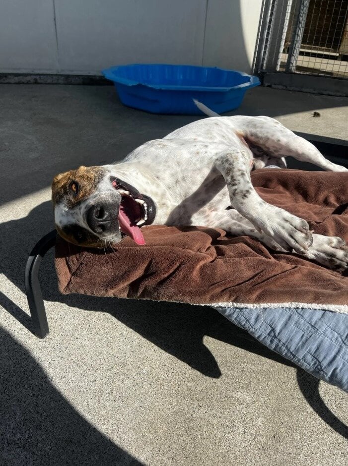  Skeeter is a loveable, loyal and mischievous young dog. Photo / SPCA