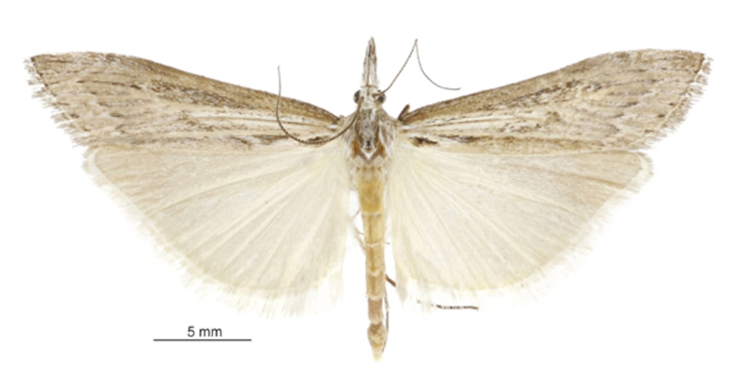 The presence of the rare Orocrambus sophistes moth may halt the expansion of an Otago gold mine.