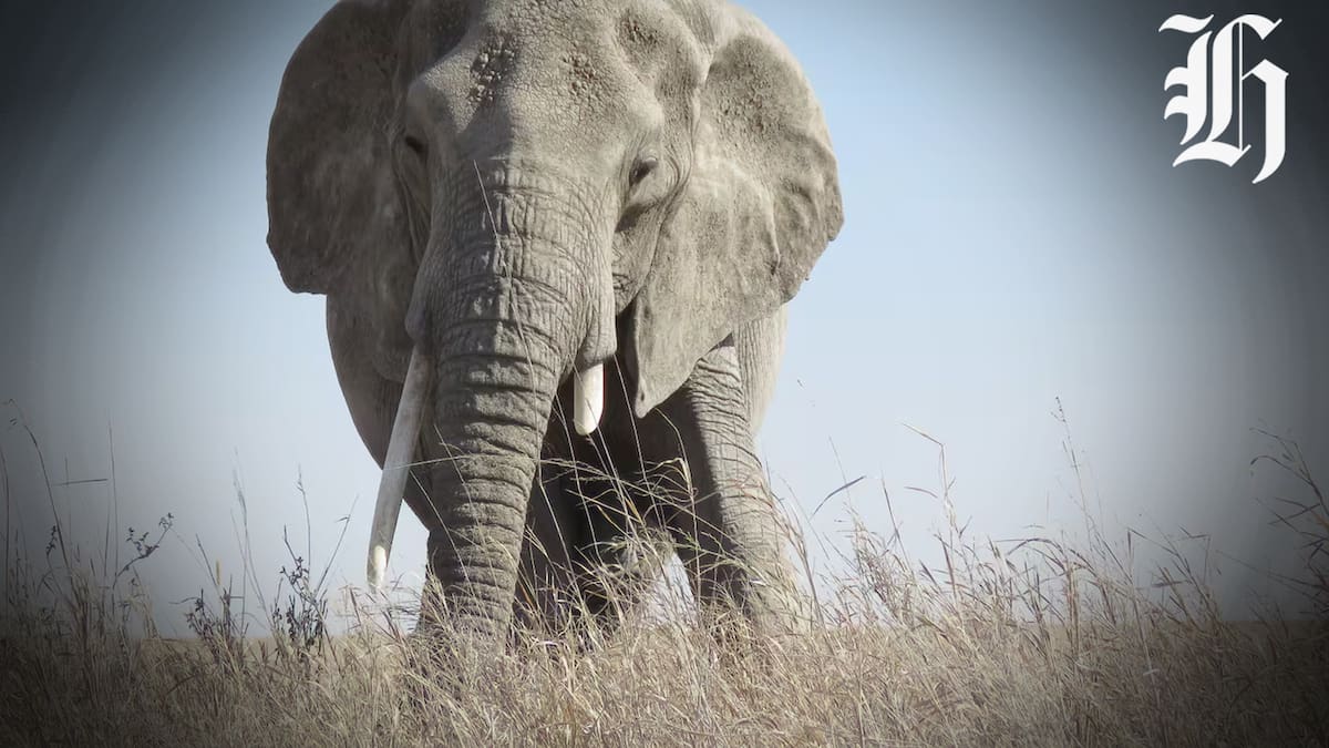 New Zealand tourist killed by charging elephant in Zambia