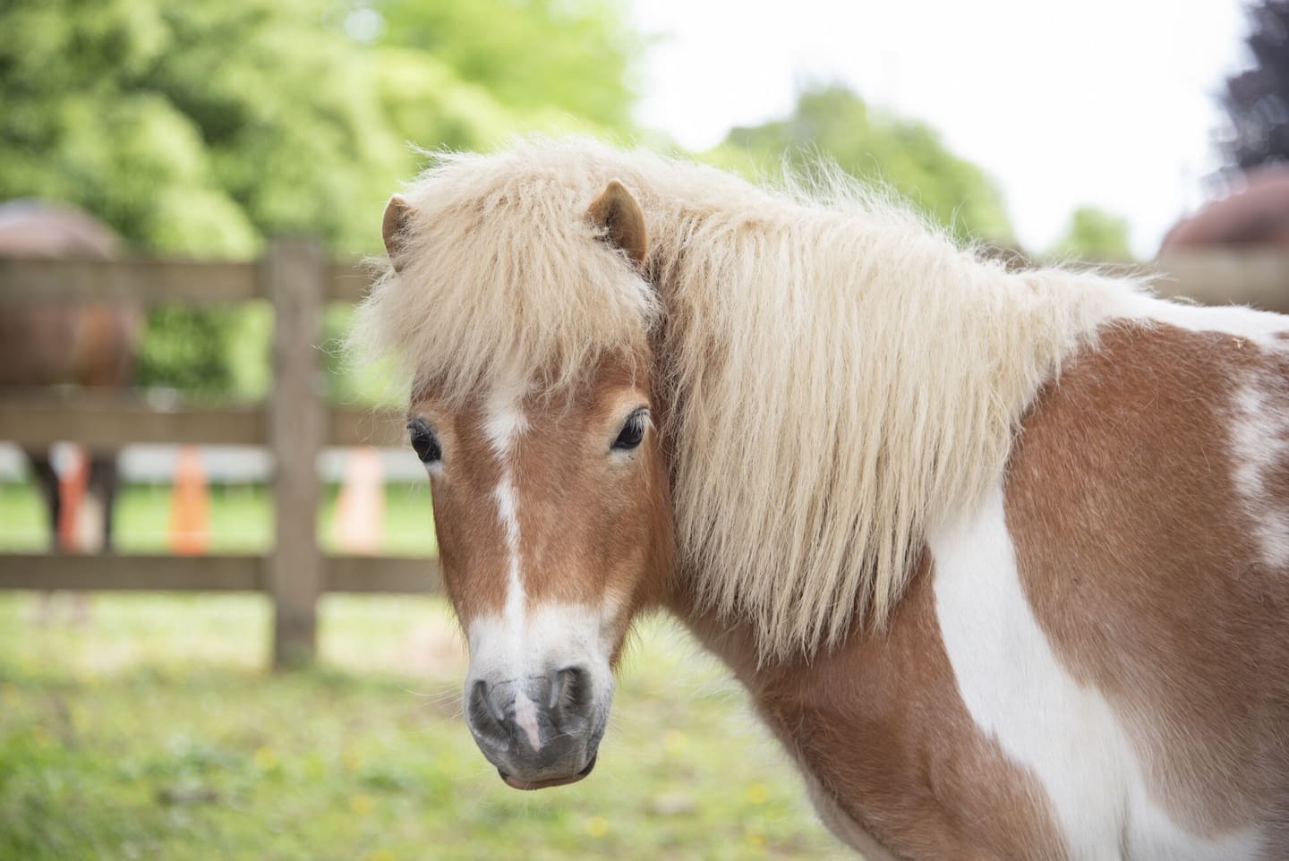 Miniature horse Pippin is especially good with children. Photo / Catherine Fry