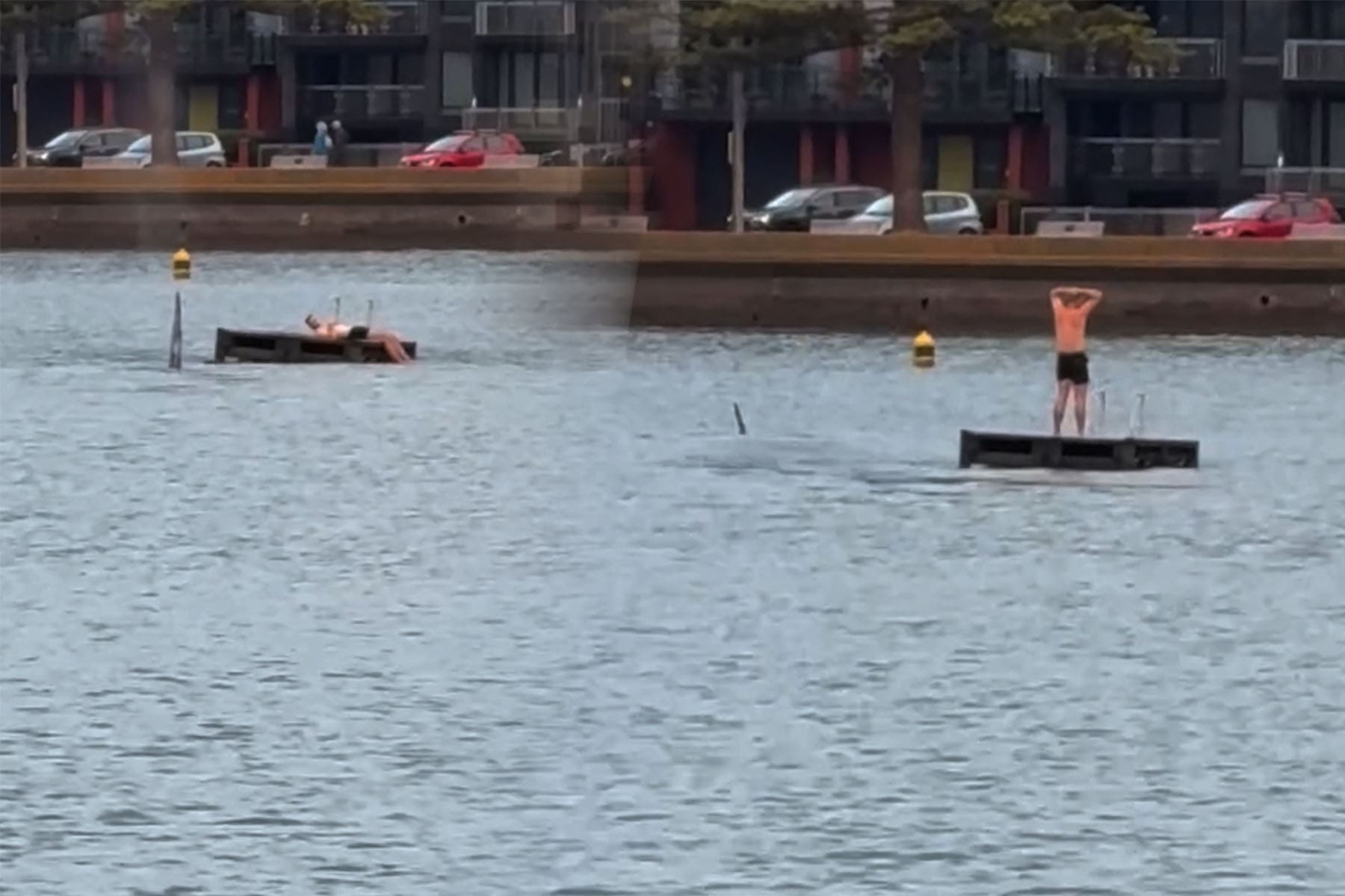 Orca surround swimmer on pontoon at Wellington Oriental Bay