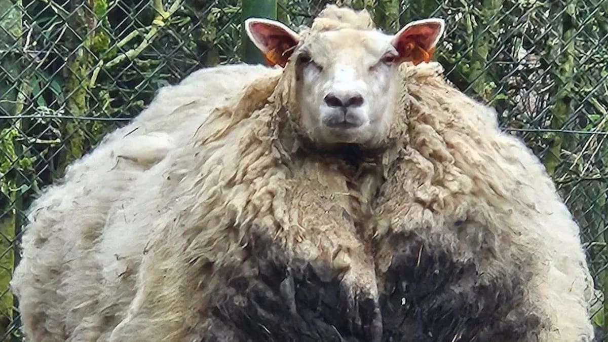 Sheep not sheared for five years ‘at risk of pneumonia’ if wool is removed Sheep not sheared for five years ‘at risk of pneumonia’ if wool is removed