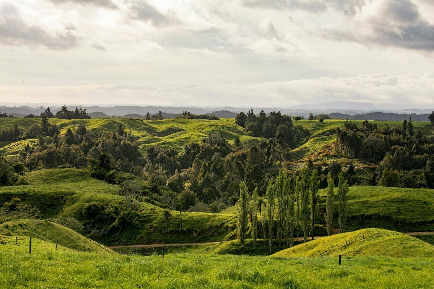 The Flight of the Kōkako Trail Run takes participants through rolling farmland, pockets of native bush and undulating hills. Photo / Supplied