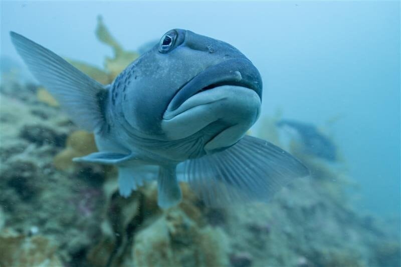  Blue Cod at Tonga Island Marine Reserve. Photo / Zac Penman