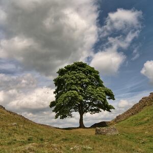 Men deny felling of iconic Sycamore Gap tree near Hadrian’s Wall