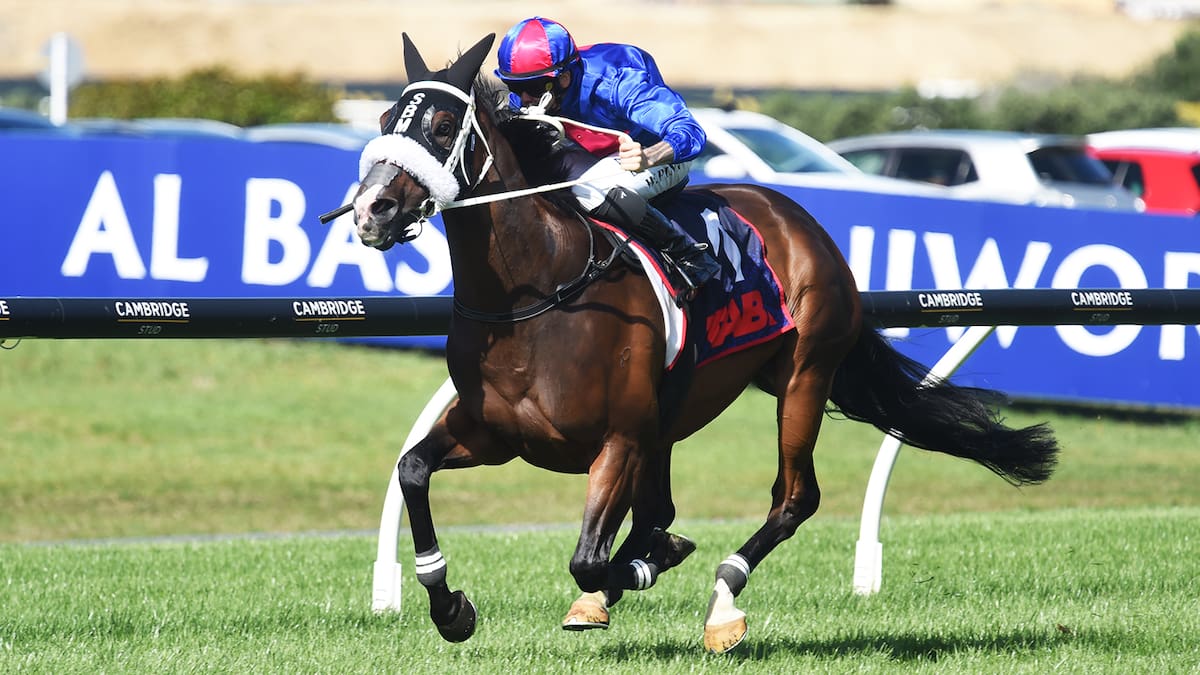 Ellerslie’s hero horse definitely not the King of Spring Ellerslie’s hero horse definitely not the King of Spring