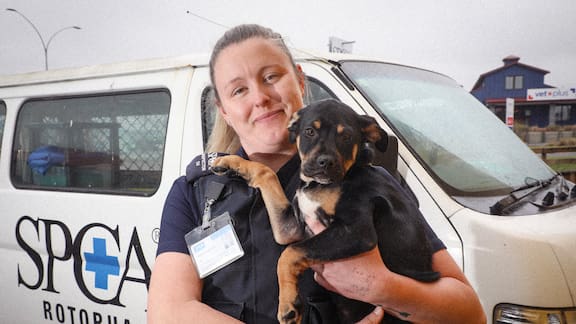 SPCA concerned about dogs being left in cars in Bay of Plenty NZ