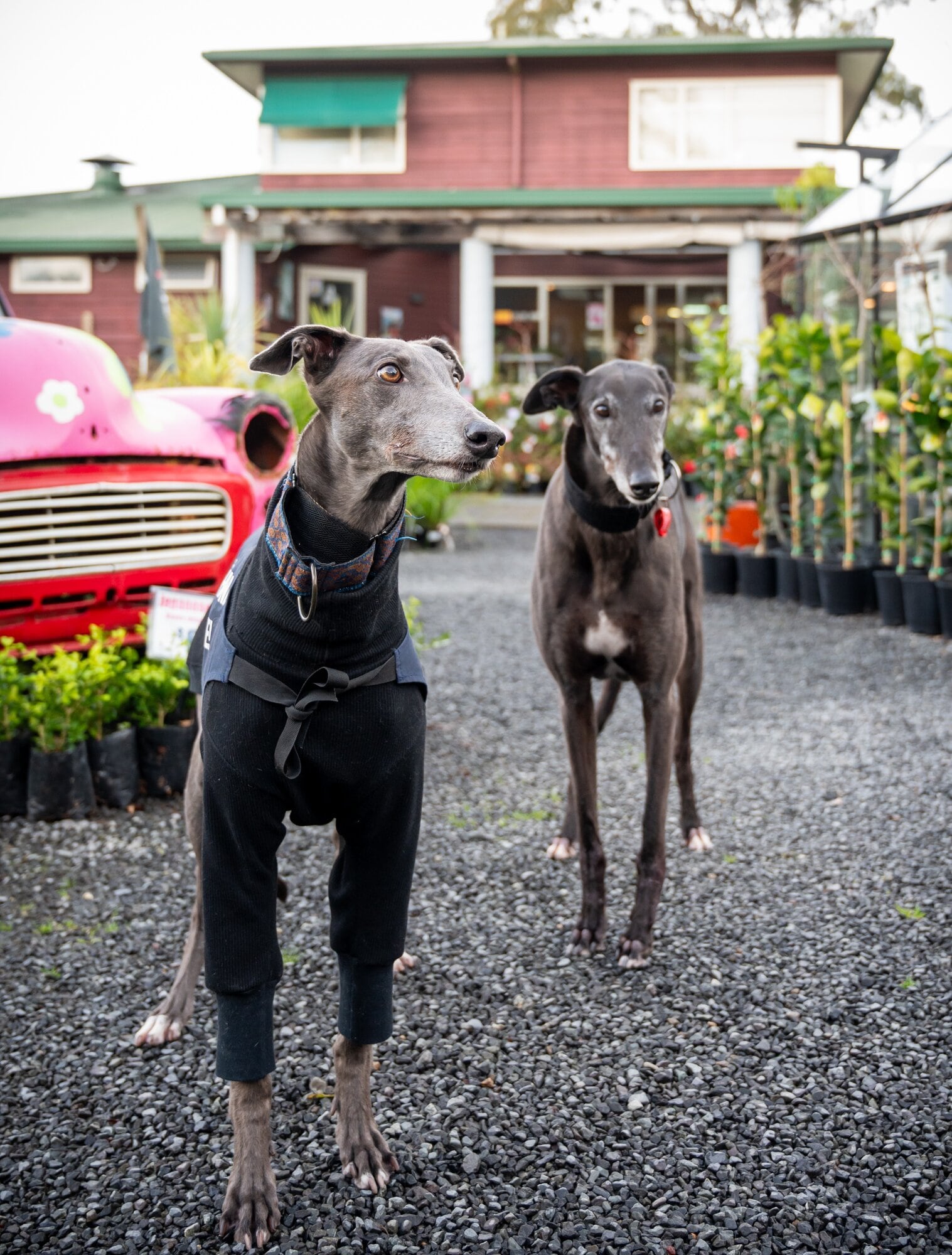  Maus and Marcel are both greyhounds which found homes via Greyhounds As Pets. Photo / Brydie Thompson