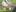 8 -Fantail/Piwakawaka. Photo / The Daily Post