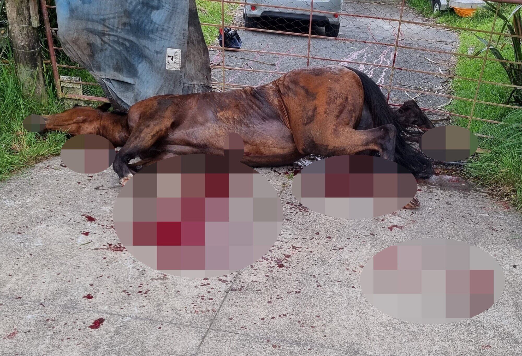  Remi was put down after suffering &ldquo;brutal&rdquo; leg injuries after ripping through a wire fence on a rural property in 2024. The horse was believed to have been spooked by fireworks.