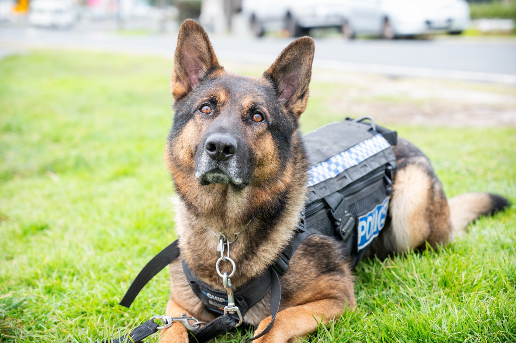  Chip has been attacked on the job before. Photo / Brydie Thompson