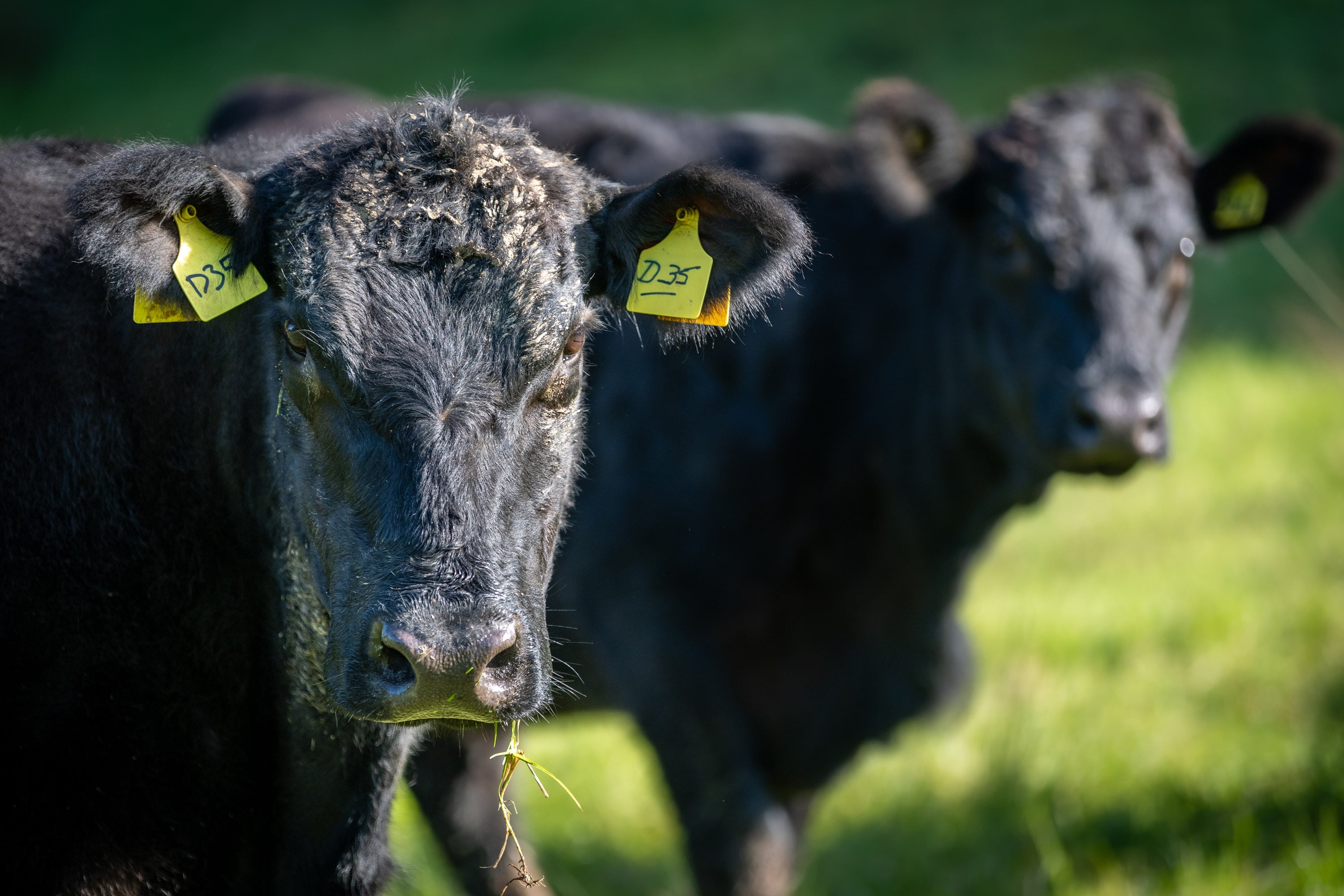 Global demand for beef is hitting the bottom line for McDonald's in New Zealand. Photo / Michael Craig