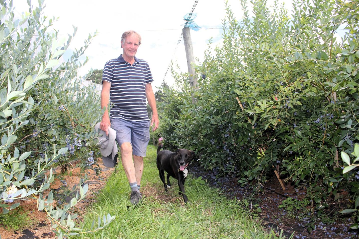 Dave Guy-Taylor walks the blueberry rows with Roxy the dog. Photo / Debbie Griffiths