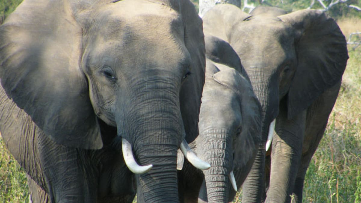 New Zealand tourist killed by charging elephant in Zambia