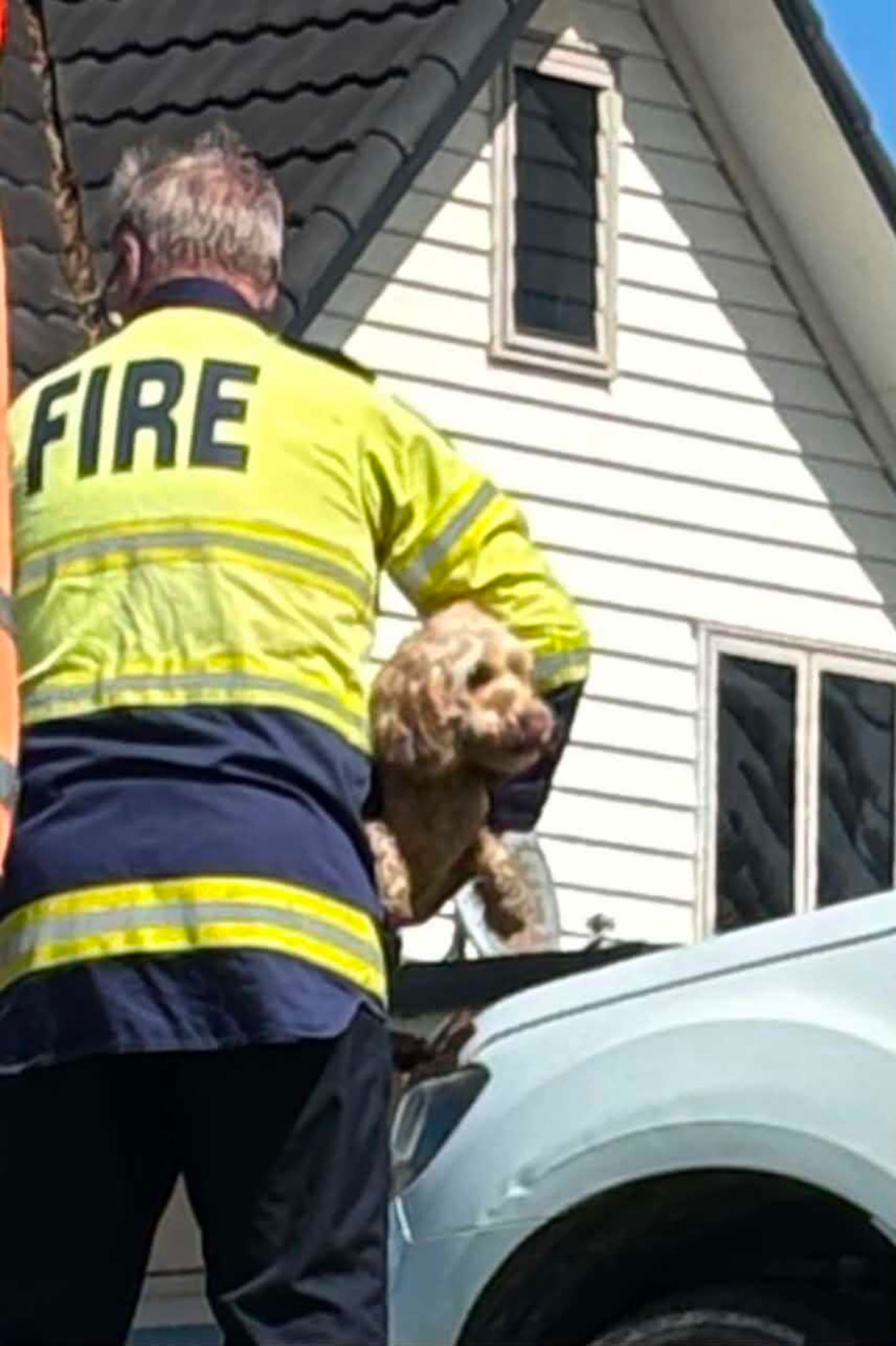 A dog was freed by fire and emergency crew after falling into a cavity in a seawall on Ōrewa Beach, Auckland. Photo / Supplied
