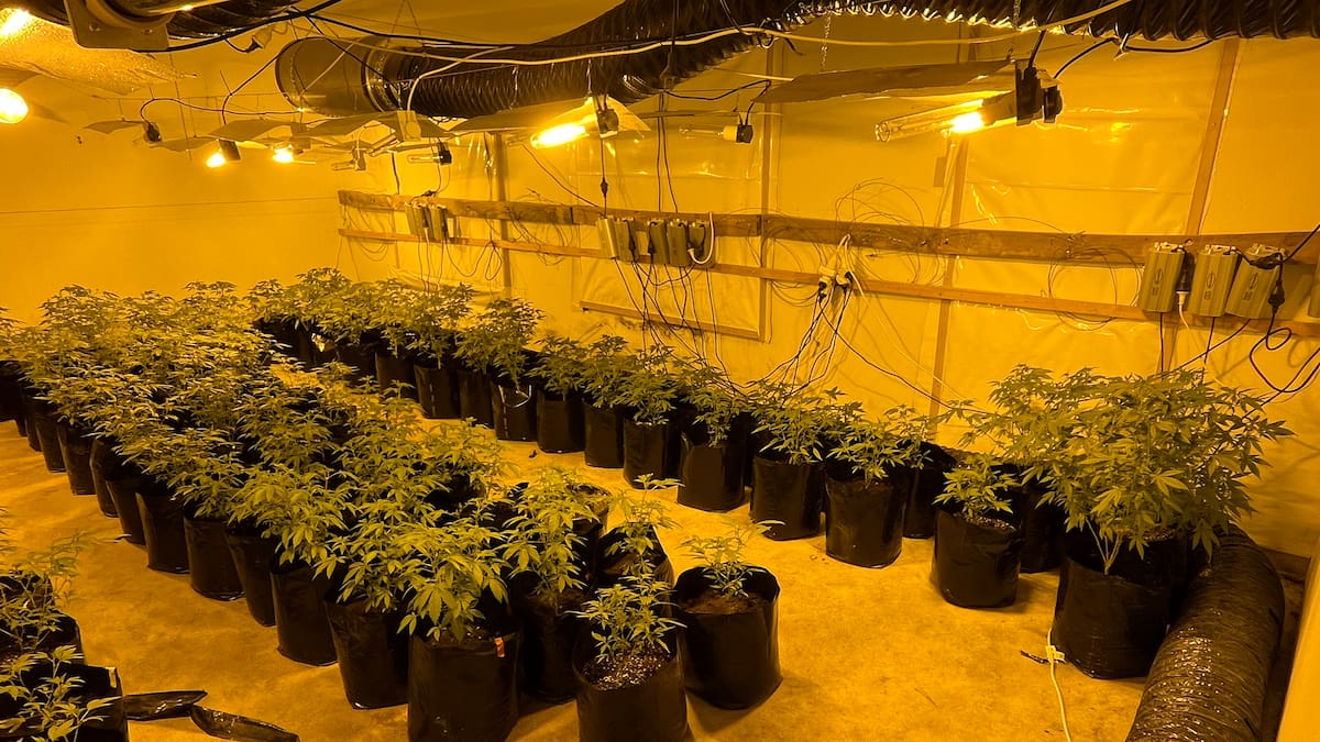 200 dodgy visas granted for businesses linked to Vietnamese cannabis houses