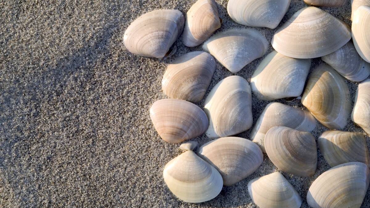 Shellfish ban lifted - New Zealand News - NZ Herald