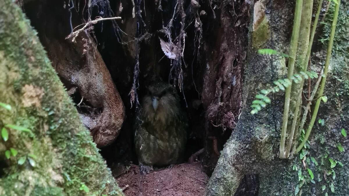 Waikato kākāpō Taeatanga takes unplanned break from technology