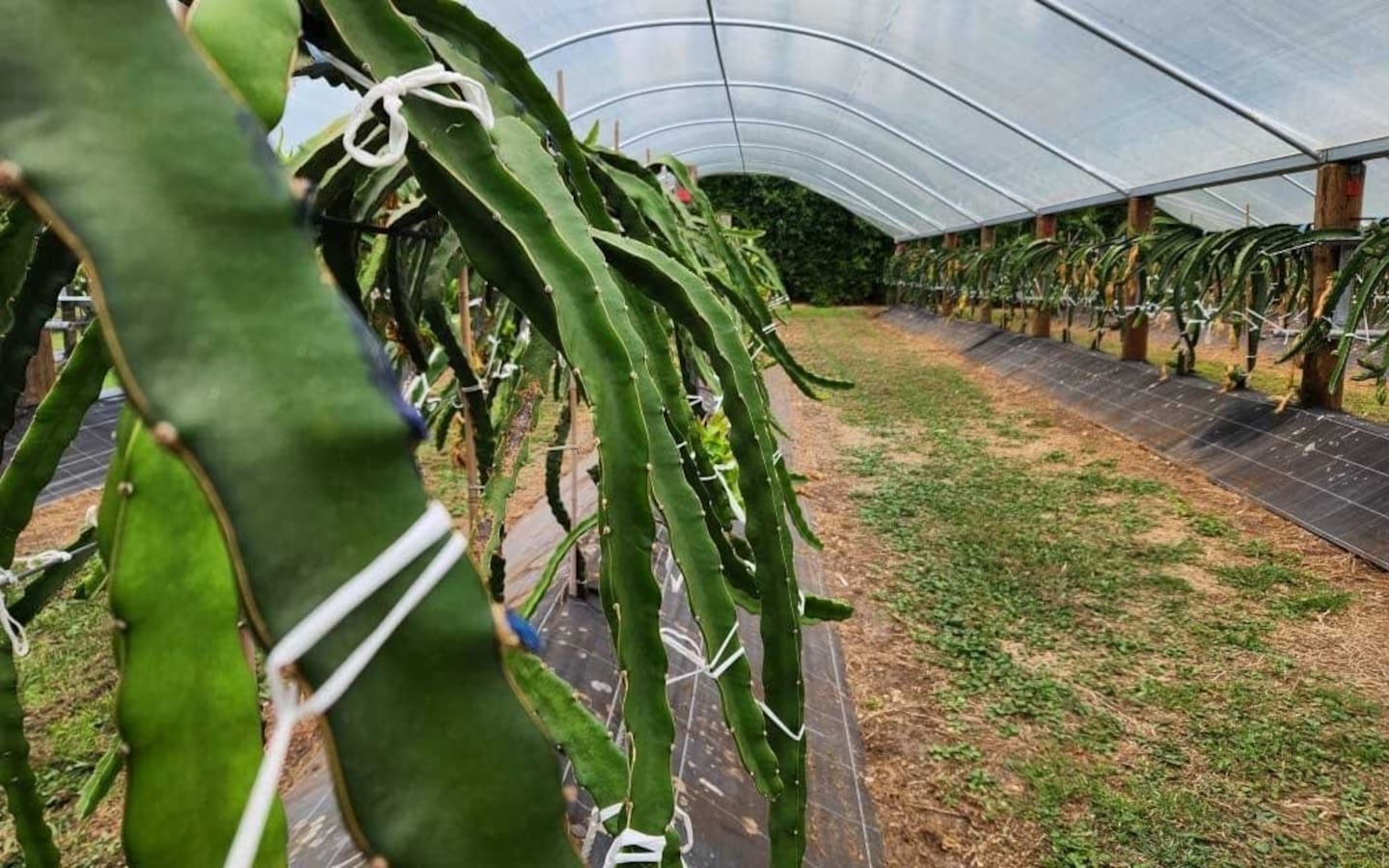 The trial has shown dragon fruit do better growing under cover in New Zealand. Photo / RNZ, Sally Round