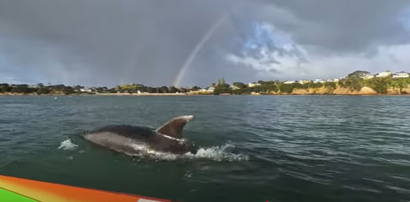 The dolphins created wakes/waves in front and behind Dennis Kuhn canoe which made it easier for him to paddle. Photo / Supplied