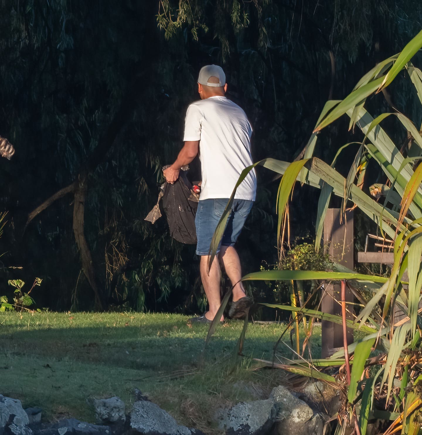 The man appeared to grab the swan near the water’s edge as witnesses looked on from across the lake. Photo / Lydia Gillies, Geoff Shepherd