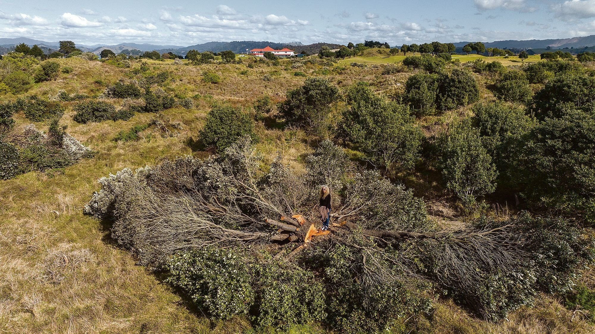 Ōhope resident Jo Steens stands on the fresh stump of one of the pōhutukawa felled in August 2023 during an Ōhope Beach Golf Links working bee. Photo / Troy Baker