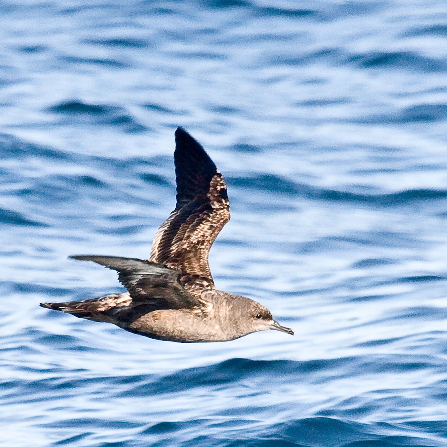 The sooty shearwater/ tītī - perhaps better known as the muttonbird. Photo / Mike Baird