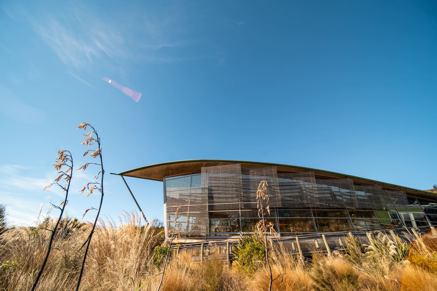 Before chicks reach a size where they can fend off predators, they are transferred to Orokonui Ecosanctuary or to predator-free islands. Photo / DunedinNZ