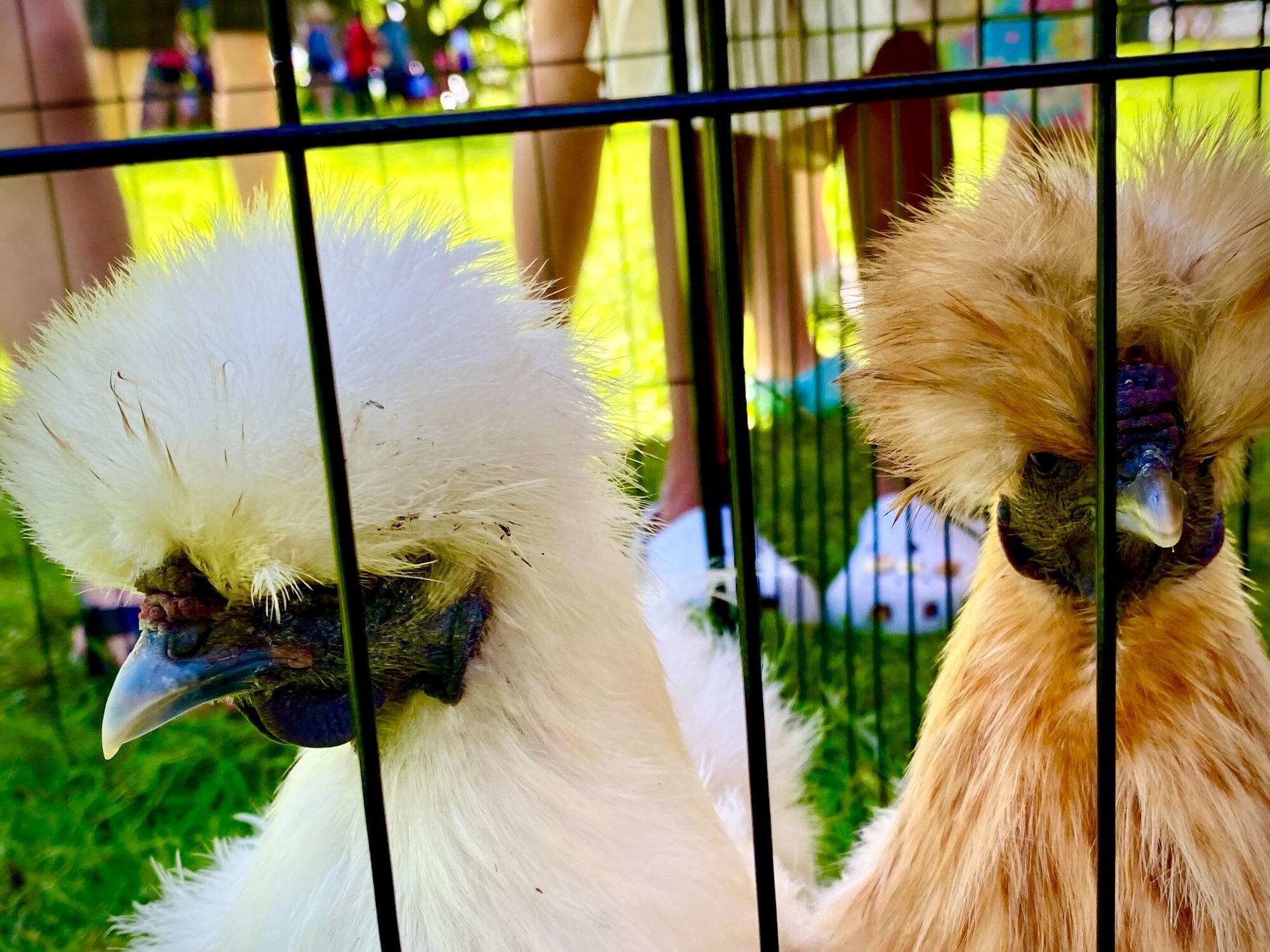  Sam&rsquo;s Farmyard included chickens. Photo / Rosalie Liddle Crawford