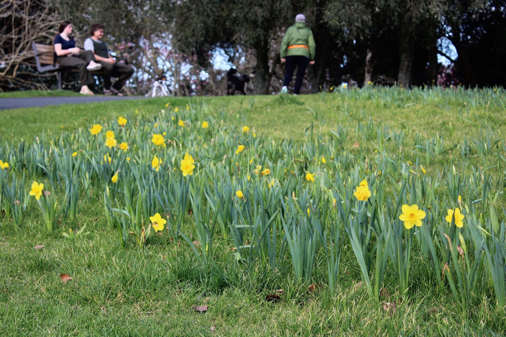 Daffodils growing in the Yatton Park Memory Meadow. Photo / Supplied