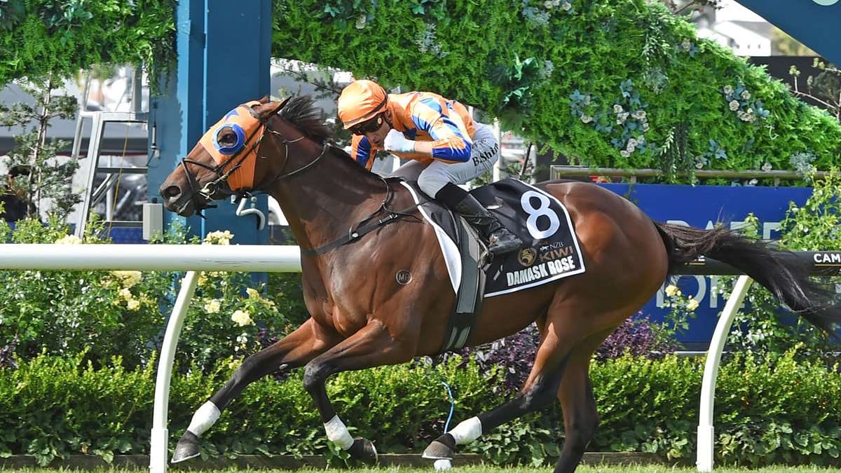 Welcome to spring, when New Zealand racing has to share spotlight with Australia