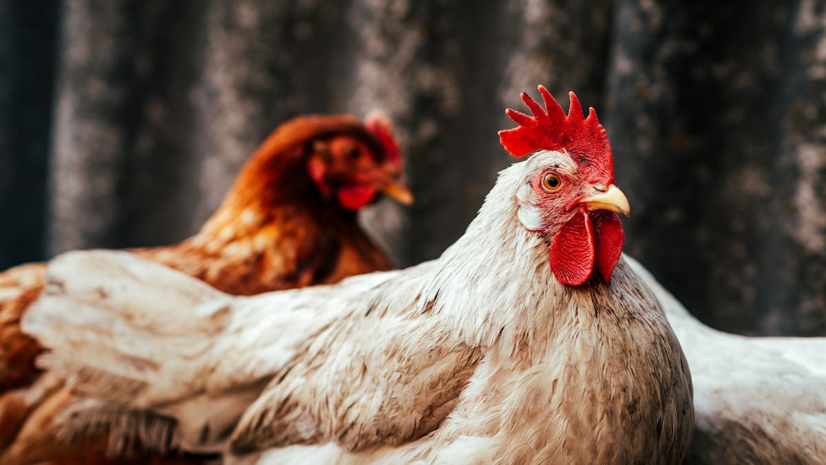 Govt to clarify whether farm kids are safe collecting eggs and watering plants Govt to clarify whether farm kids are safe collecting eggs and watering plants