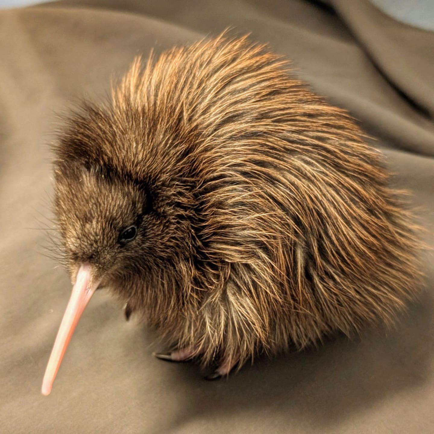 Haast tokoeka are a type of kiwi found only in a small area of South Westland. Photo / West Coast Wildlife Centre