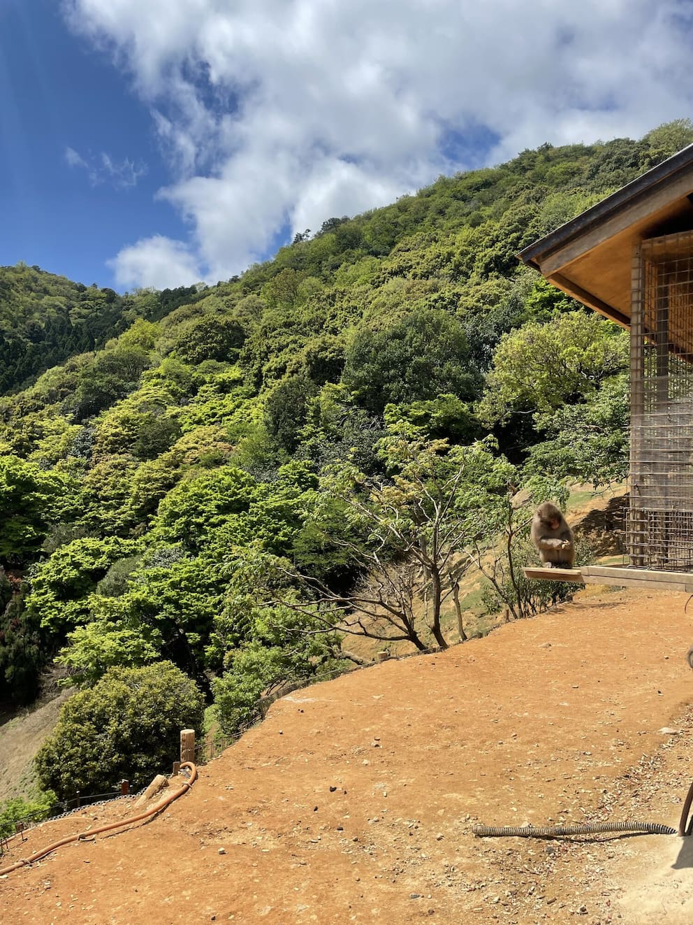 Monkeys at Arashiyama Monkey Park