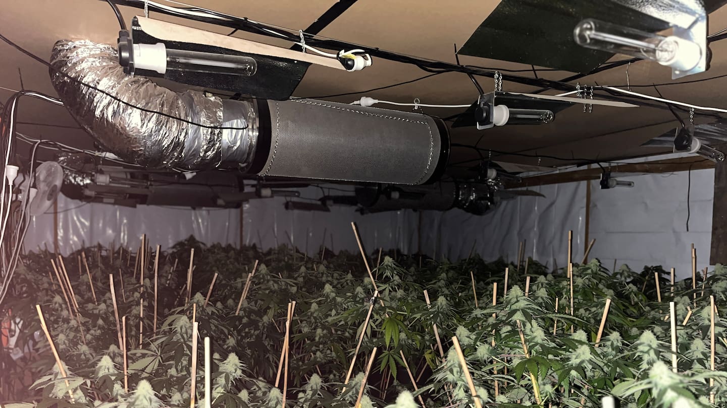 Police have been targeting large cannabis grow house operations run by Vietnamese organised criminal groups around the Kumeū area. Photo / Police