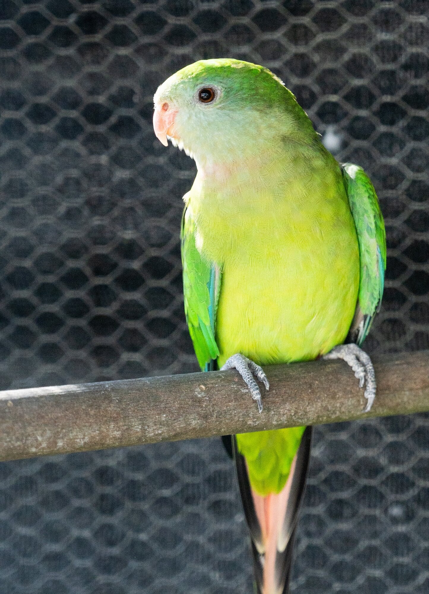  A Turquoisine from Amanda’s Adamson’s un-number brood. Photo / Brydie Thompson
