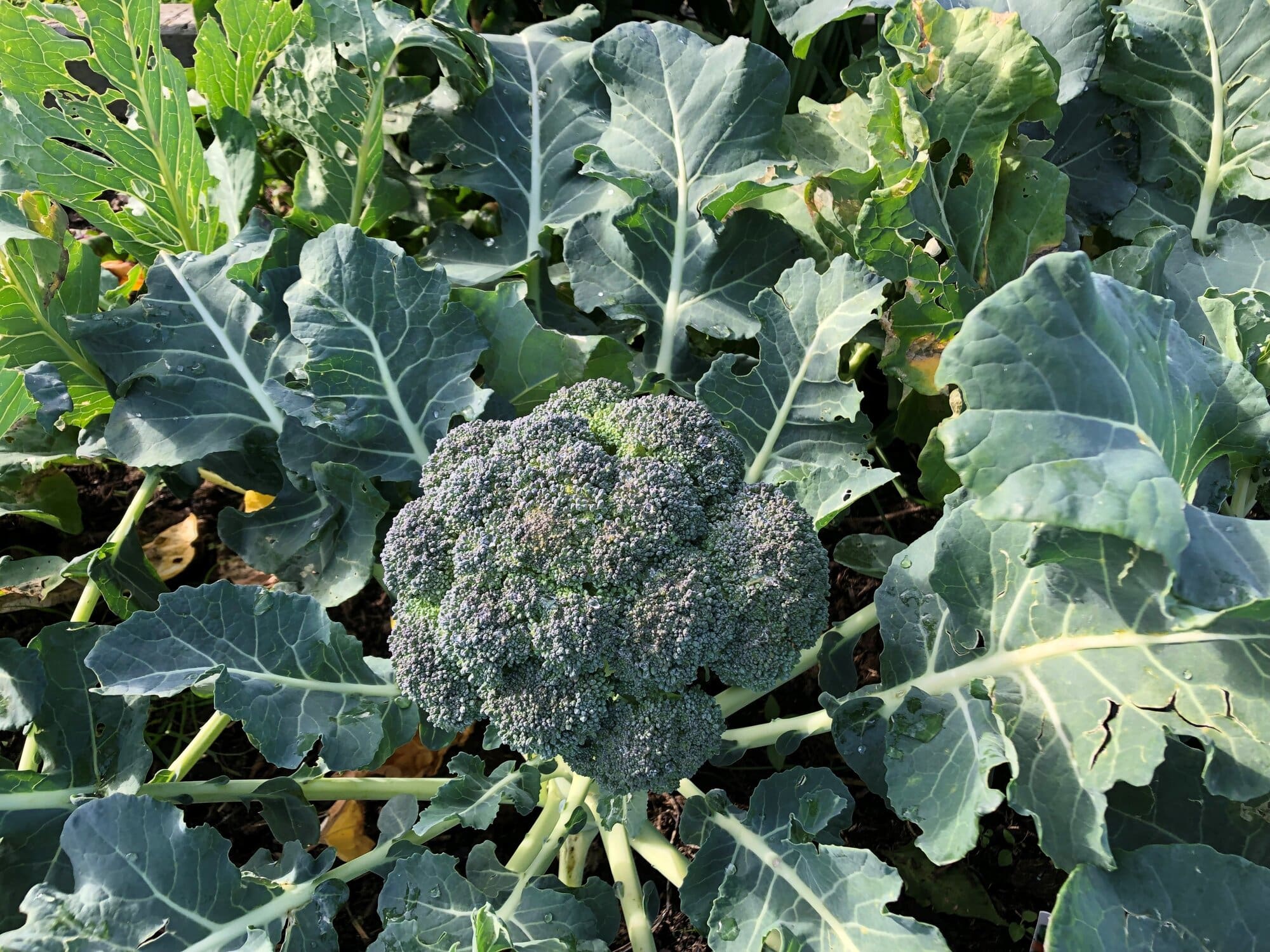 Official mocked for saying meal can be  piece of chicken , a piece of broccoli , a corn tortilla and one other thing  