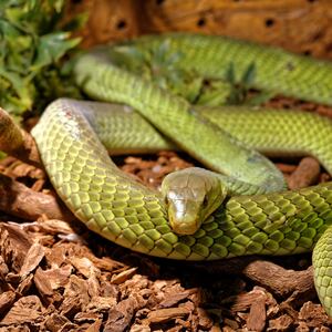 Over 100 children fall ill after snake found in school lunch in India