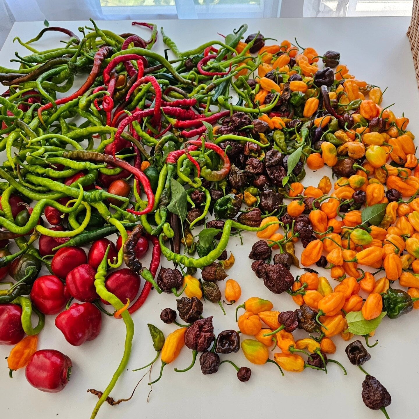  Some of the produce from the food forest. Photo / Supplied
