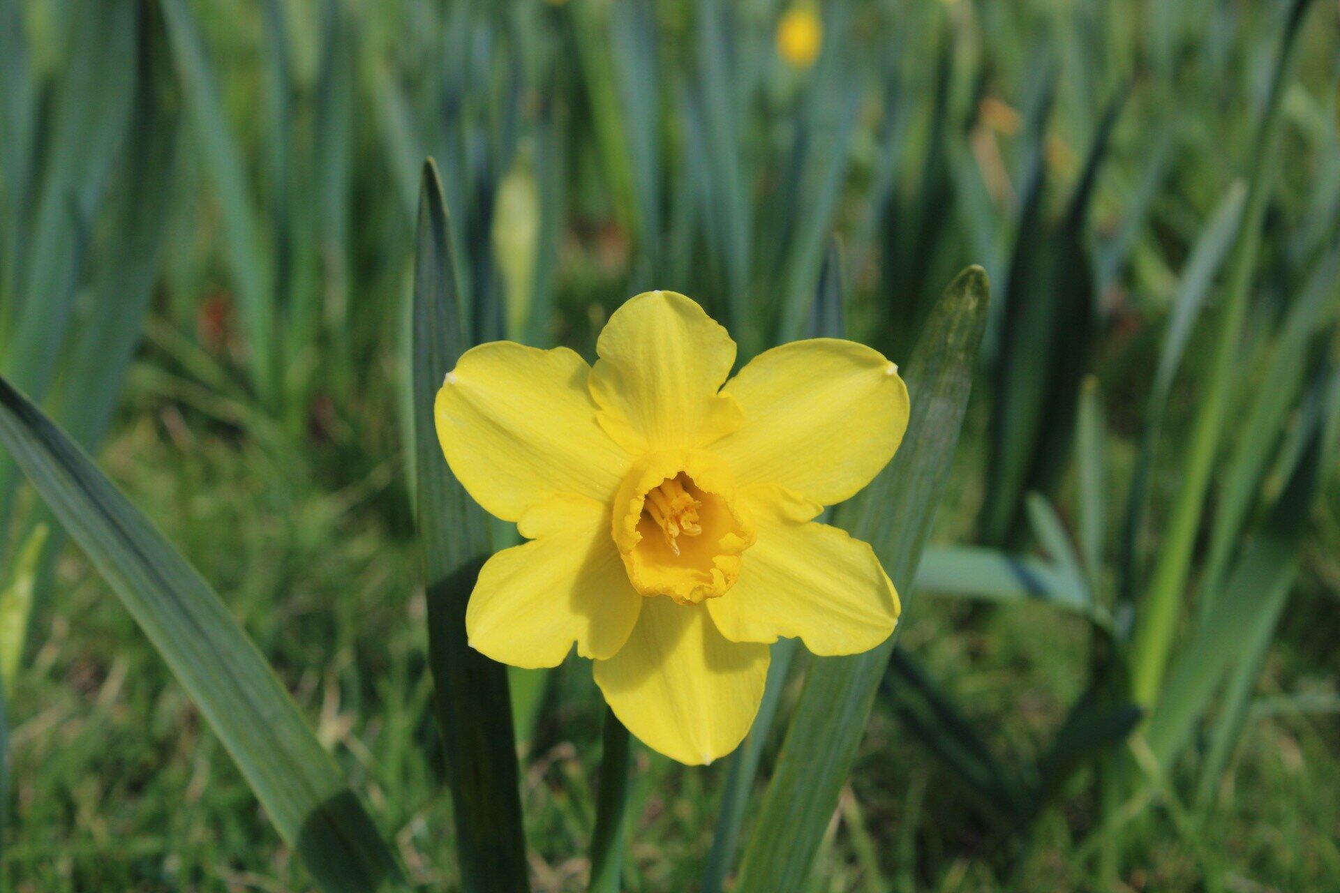  Daffodils blooming brightly at Tauranga City’s Yatton Park, Tutarawānanga,on August 20, 2025. Photo / Ayla Yeoman