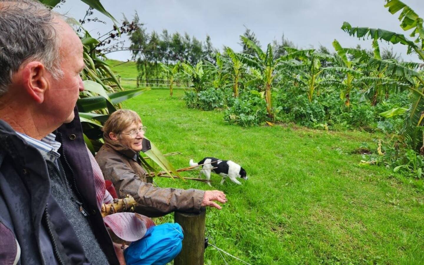 Phil and Jenny Grainger looking out over their growing banana farm, fuelled with food scraps Photo / RNZ, Sally Round