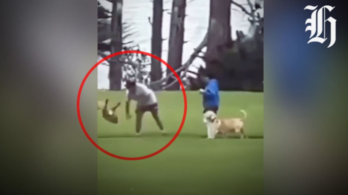 Manurewa dog abuse: Door-knocking efforts begin after fresh set of