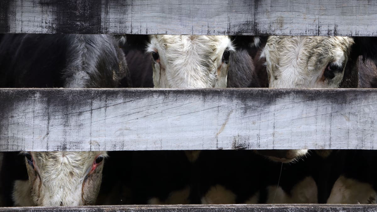 Opinion: Keeping your stock – and yourself – safe in the yards Opinion: Keeping your stock – and yourself – safe in the yards