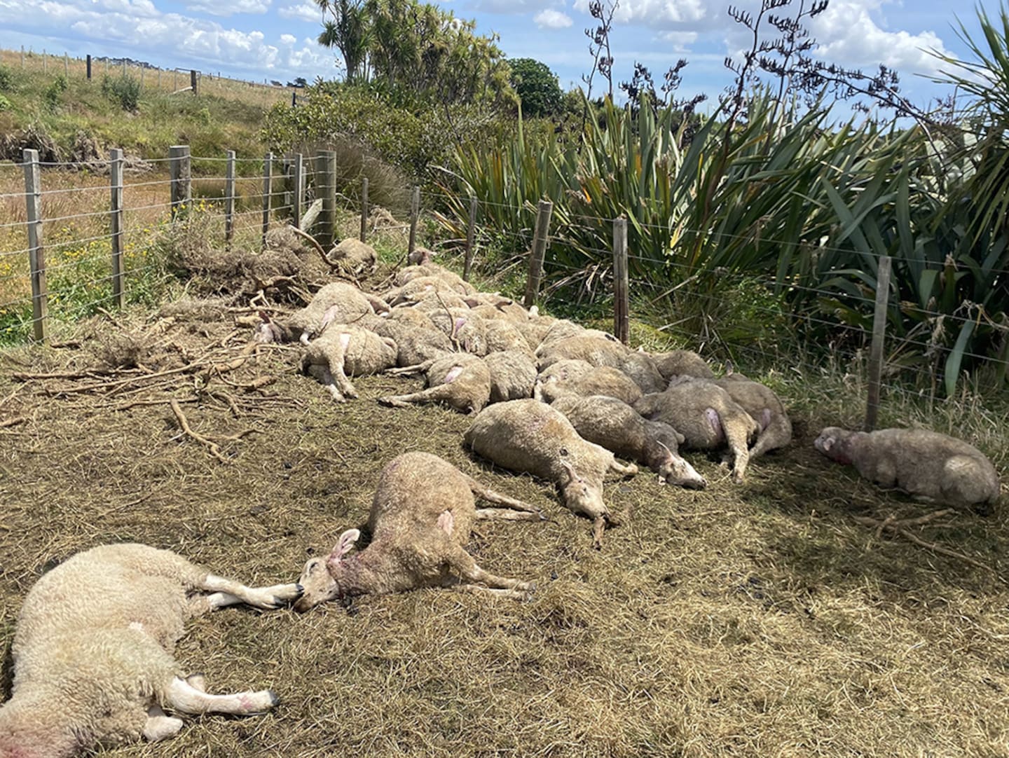 The council is urging anyone with information to contact them, as investigations continue.