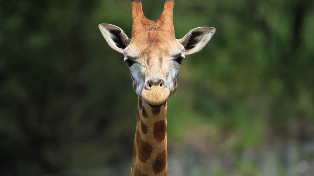 Giraffe dies at Christchurch zoo, body dragged out of enclosure before opening Giraffe dies at Christchurch zoo, body dragged out of enclosure before opening