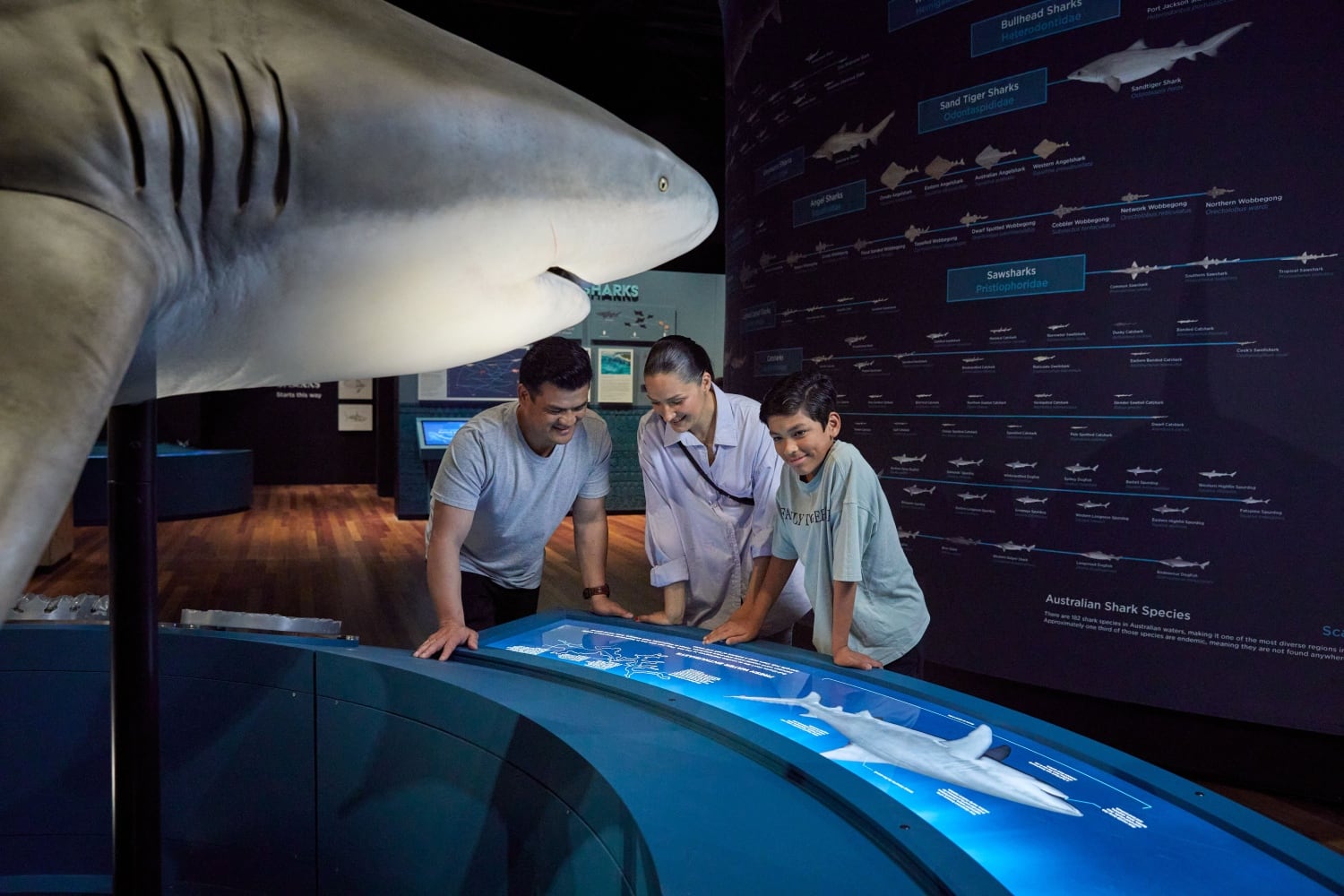 A deep dive into the world of sharks - NZ Herald