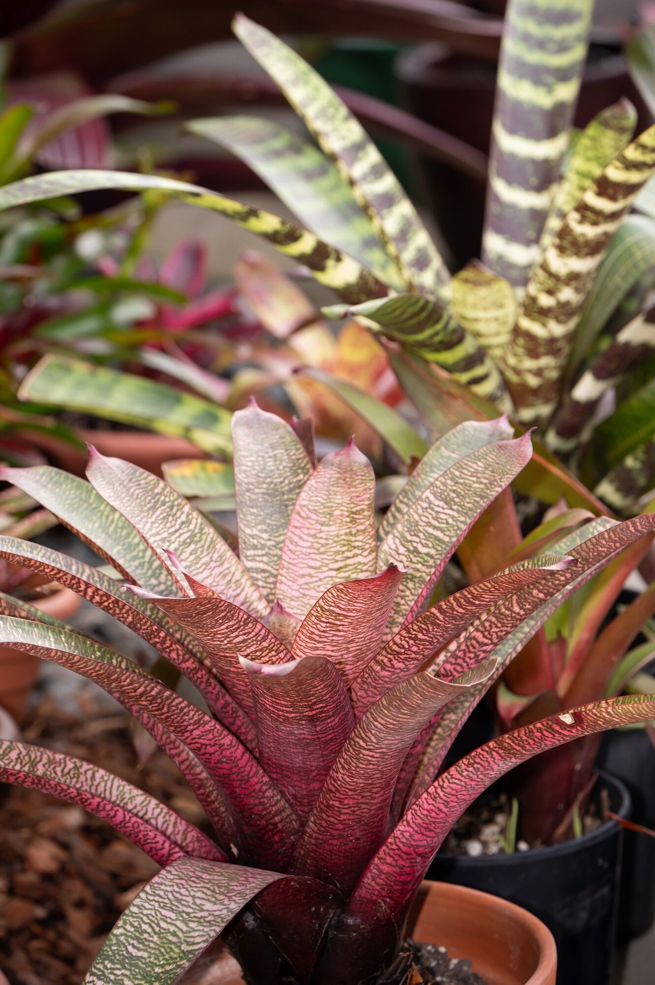 The Bay of Plenty Bromeliad Club is holding its annual Bromeliad Spring Sale on Saturday, November 8, at Wesley Church Hall, 100 13th Ave, Tauranga. Photo / Brydie Thompson