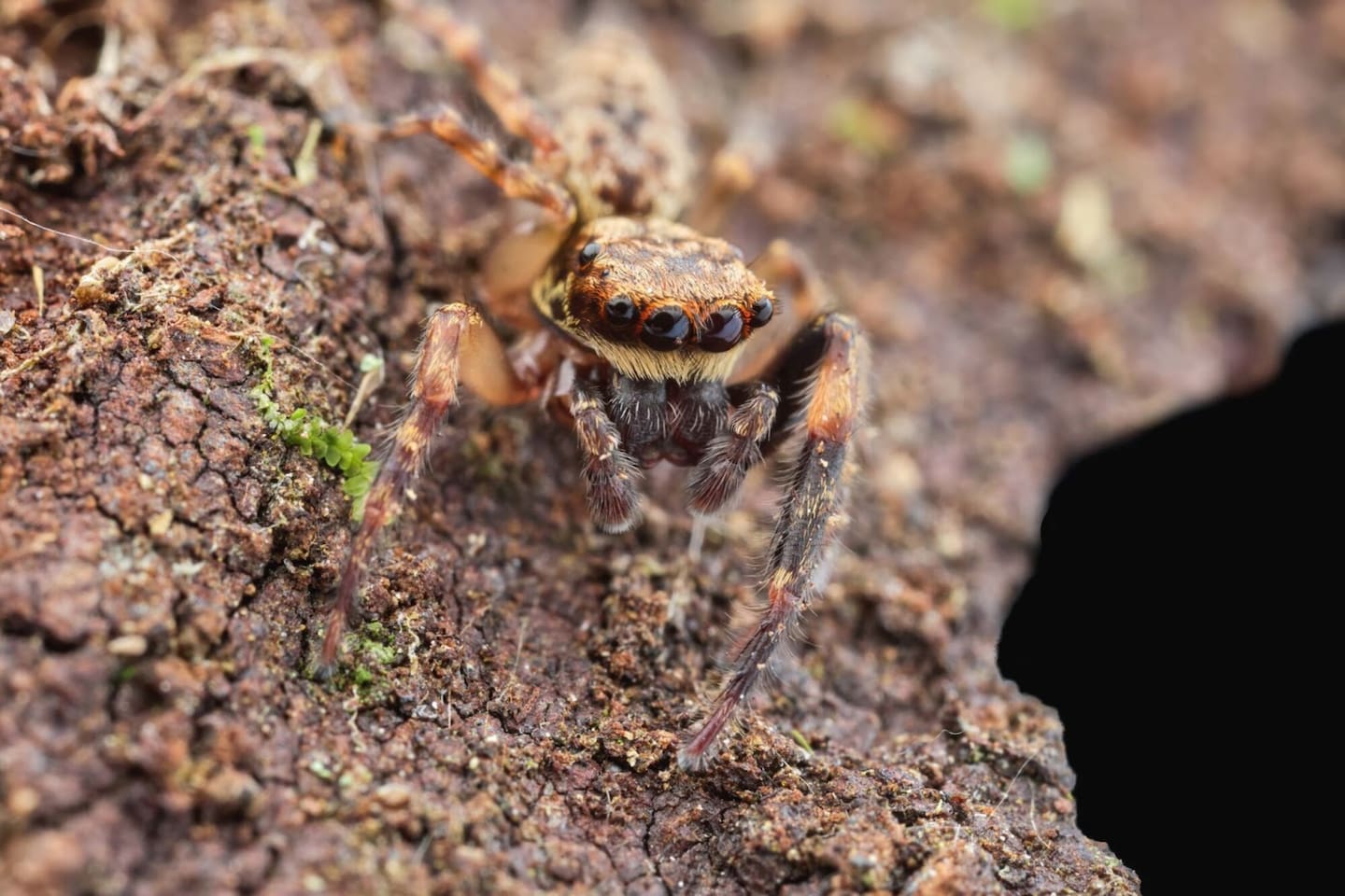 The Salticidae paapaakiri is a native jumping spider that lives beneath the bark of the rimu tree. Photo / Bryce McQuillan